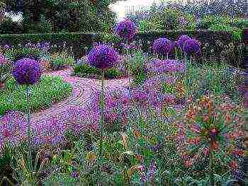 decorative bow planting and care in the open field in the suburbs