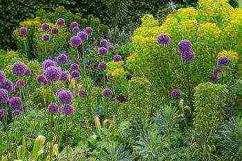 decorative bow planting and care in the open field in the suburbs