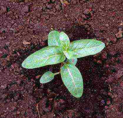 loosestrife planting and care in the open field in the suburbs