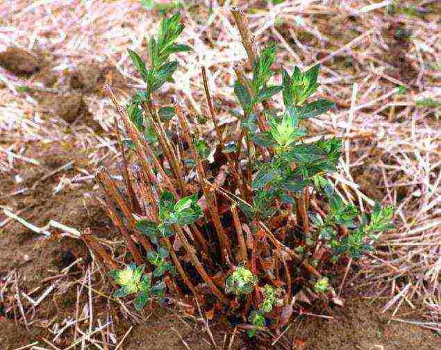 loosestrife pagtatanim at pangangalaga sa bukas na bukid sa mga suburb