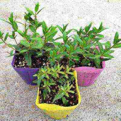 loosestrife planting and care in the open field in the suburbs