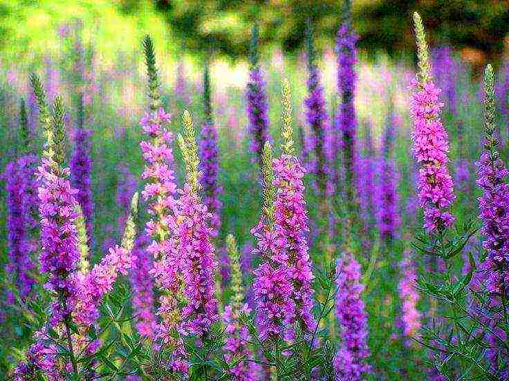 Loosestrife ปลูกและดูแลในทุ่งโล่งในเขตชานเมือง