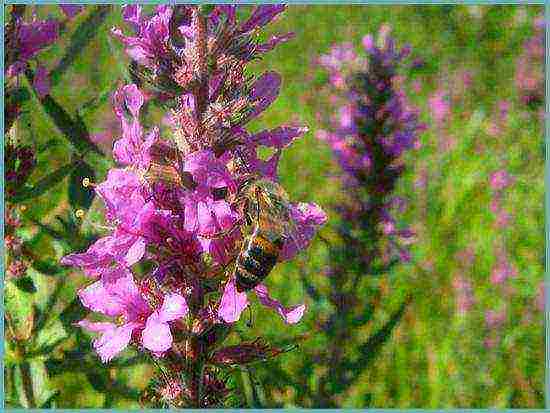 Loosestrife ปลูกและดูแลในทุ่งโล่งในเขตชานเมือง