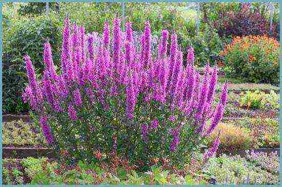 Loosestrife ปลูกและดูแลในทุ่งโล่งในเขตชานเมือง