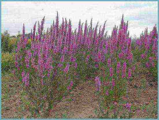 Loosestrife ปลูกและดูแลในทุ่งโล่งในเขตชานเมือง