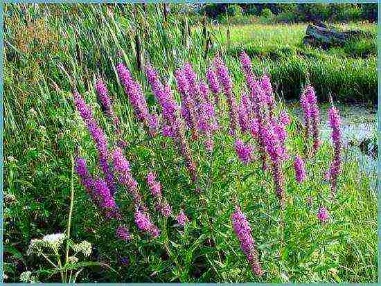 Loosestrife ปลูกและดูแลในทุ่งโล่งในเขตชานเมือง