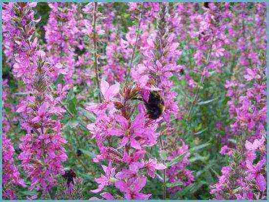 Loosestrife ปลูกและดูแลในทุ่งโล่งในเขตชานเมือง