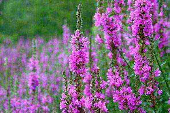 Loosestrife ปลูกและดูแลในทุ่งโล่งในเขตชานเมือง