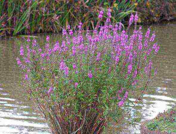 Loosestrife ปลูกและดูแลในทุ่งโล่งในเขตชานเมือง