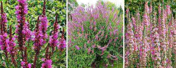 Loosestrife ปลูกและดูแลในทุ่งโล่งในเขตชานเมือง