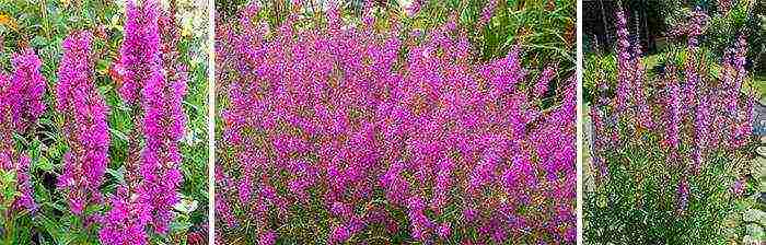 Loosestrife ปลูกและดูแลในทุ่งโล่งในเขตชานเมือง