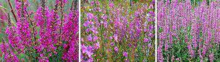 Loosestrife ปลูกและดูแลในทุ่งโล่งในเขตชานเมือง