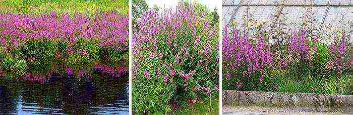 Loosestrife ปลูกและดูแลในทุ่งโล่งในเขตชานเมือง