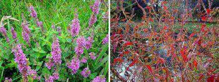 Loosestrife ปลูกและดูแลในทุ่งโล่งในเขตชานเมือง