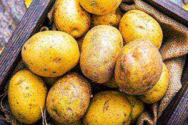 top ten varieties of potatoes