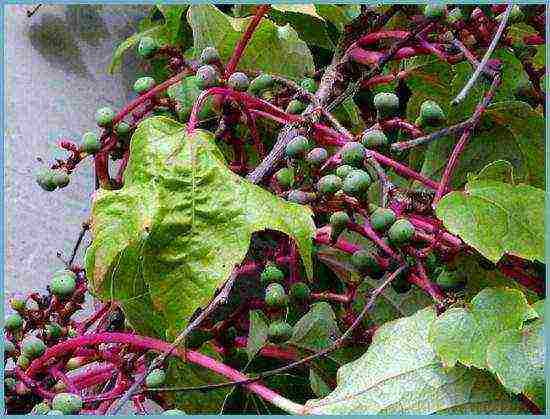 girlish grapes na pagtatanim at pag-aalaga sa bukas na pag-aanak ng bukirin