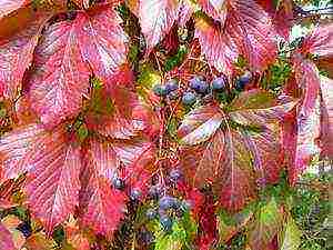 girlish grapes na pagtatanim at pag-aalaga sa bukas na pag-aanak ng bukirin