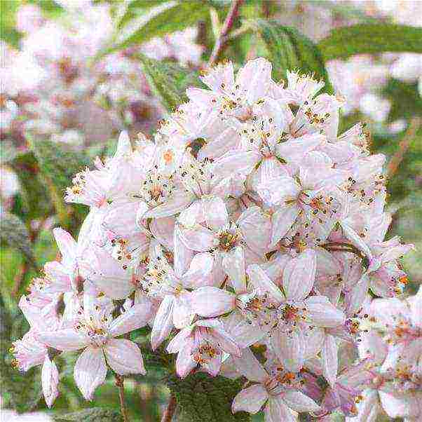 action planting and care in the open field in siberia