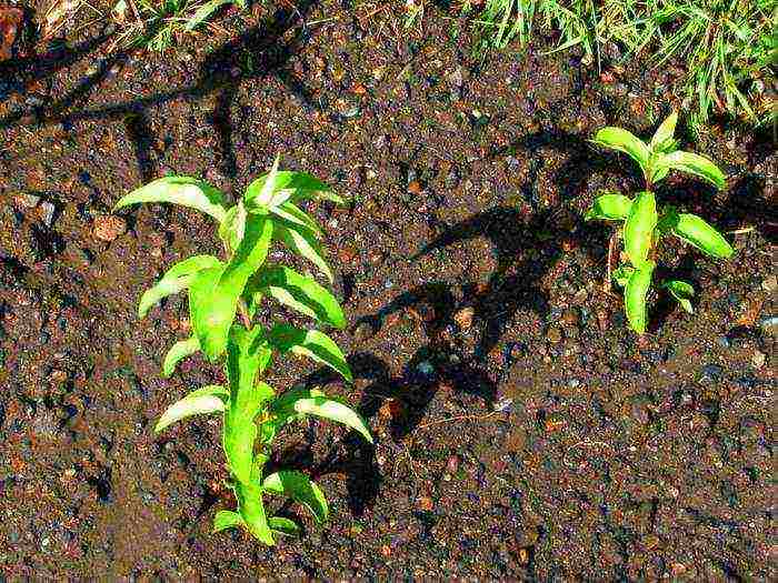 action rough planting and care in the open field in the suburbs