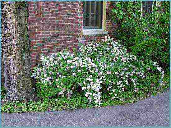 action rough planting and care in the open field in the suburbs