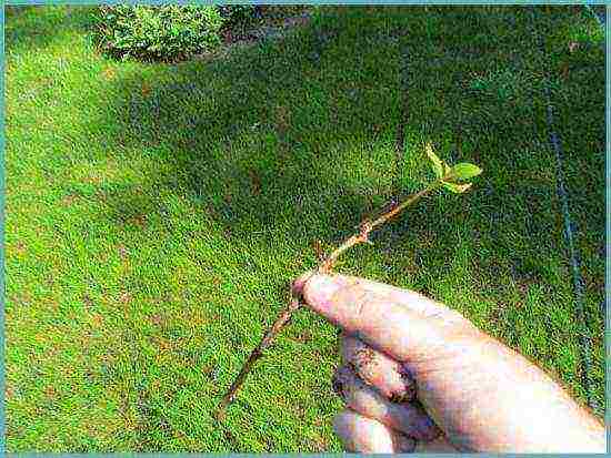 action rough planting and care in the open field in the suburbs