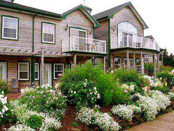 action rough planting and care in the open field in the suburbs