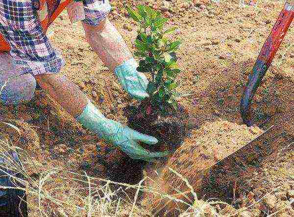 action rough planting and care in the open field in the suburbs