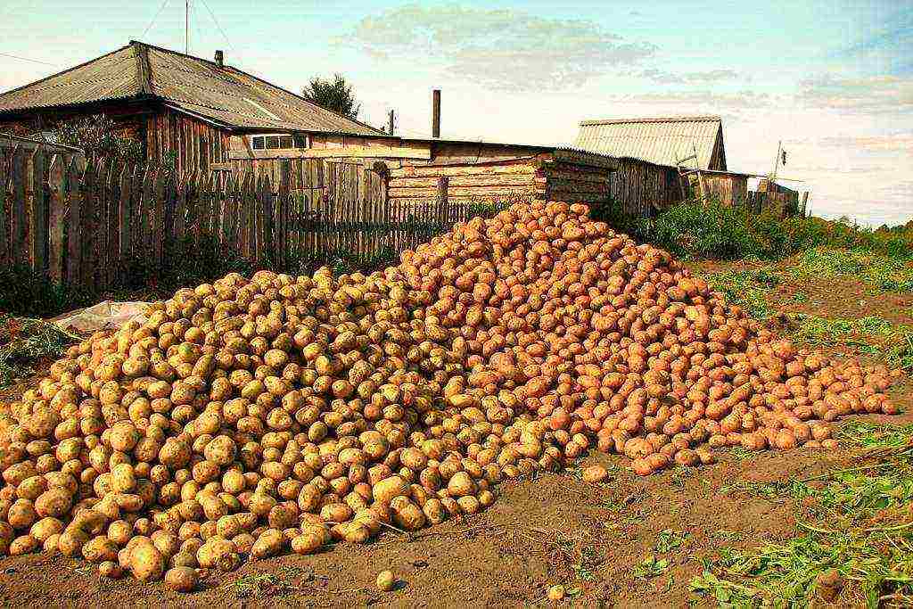 why potatoes were grown in Peter's times