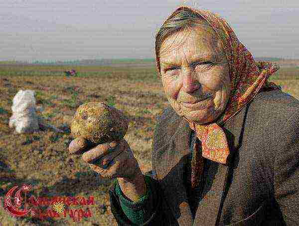 why potatoes were grown in Peter's times