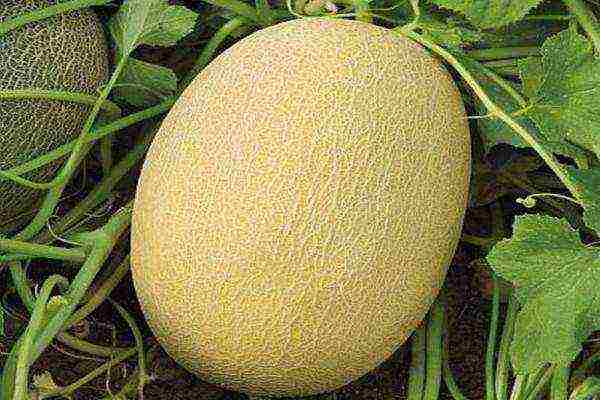 melon planting and care in the open field in the Urals