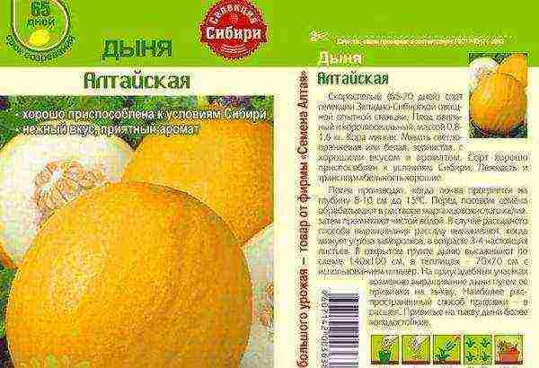 melon planting and care in the open field in the Urals