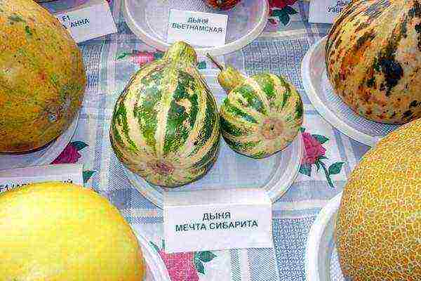 pagtatanim at pag-aalaga ng melon sa bukas na bukid sa Urals