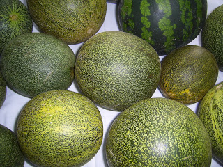 pagtatanim at pag-aalaga ng melon sa bukas na bukid sa Urals