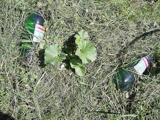 melon planting and care in the open field in the Urals