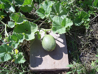 melon planting and care in the open field in the Urals