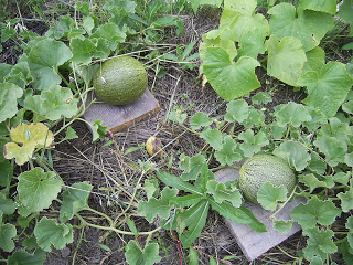 melon planting and care in the open field in the Urals