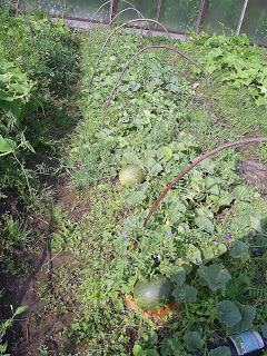 melon planting and care in the open field in the Urals