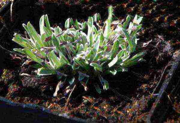 alpine edelweiss planting and care in the open field