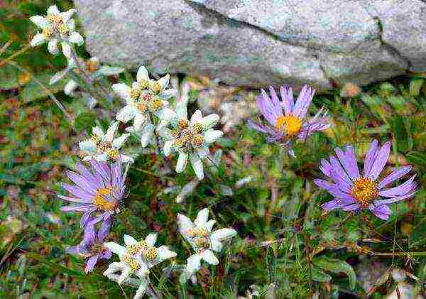 alpine edelweiss planting and care in the open field