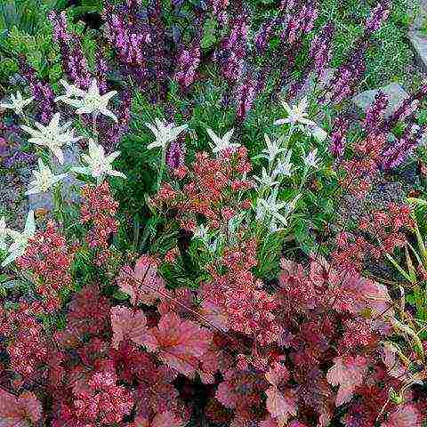 alpine edelweiss planting and care in the open field