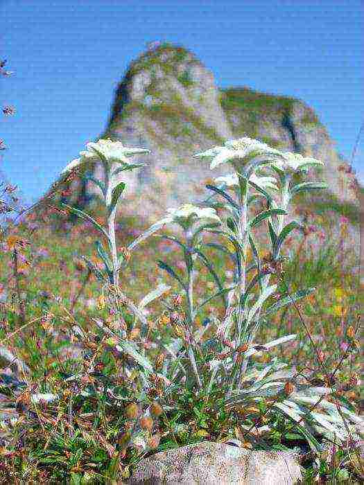 alpine edelweiss planting and care in the open field