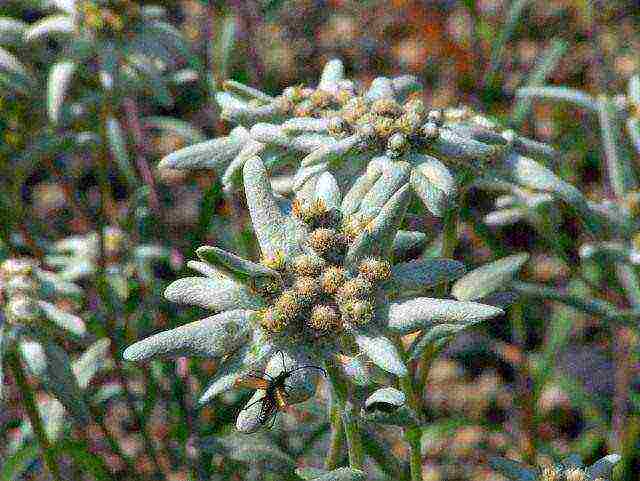 alpine edelweiss planting and care in the open field