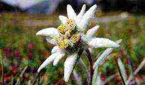 alpine edelweiss planting and care in the open field