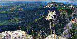 alpine edelweiss planting and care in the open field