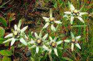 alpine edelweiss planting and care in the open field