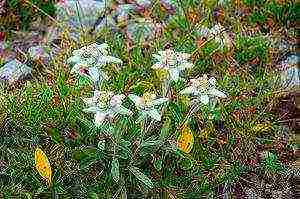 alpine edelweiss planting and care in the open field