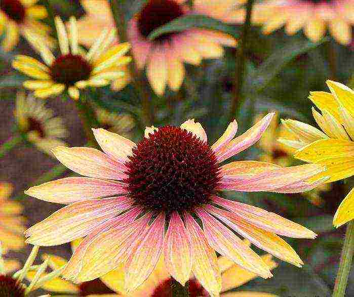 echinacea terry planting and care in the open field