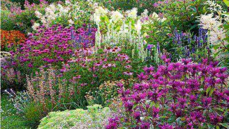 echinacea terry planting and care in the open field