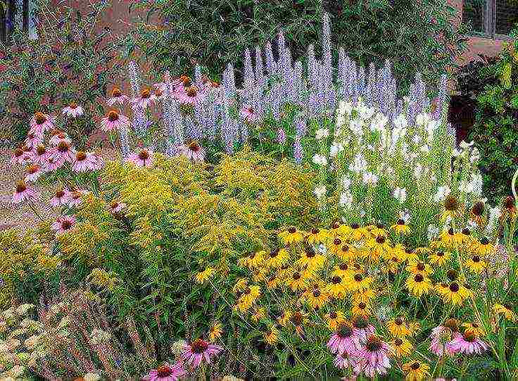 echinacea terry na pagtatanim at pangangalaga sa bukas na bukid