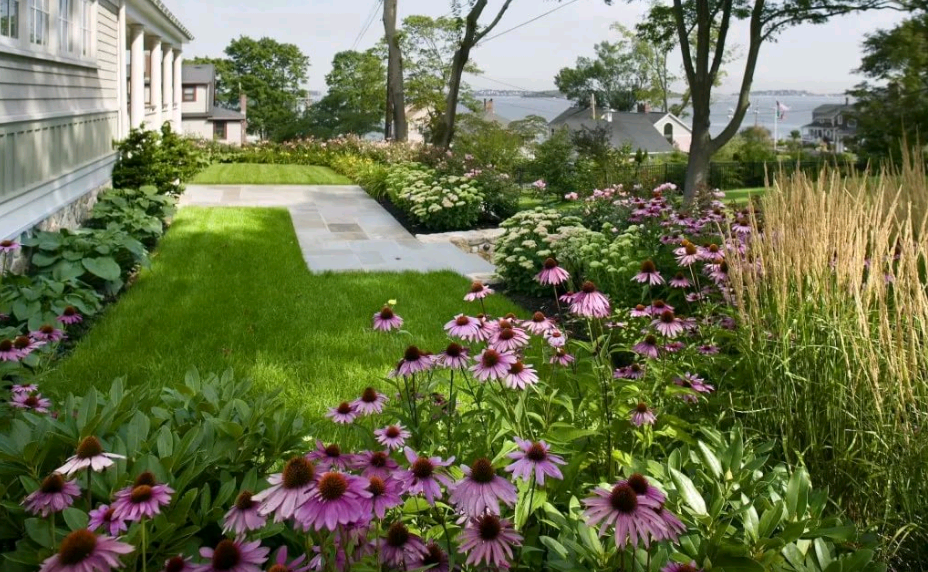 echinacea terry na pagtatanim at pangangalaga sa bukas na bukid